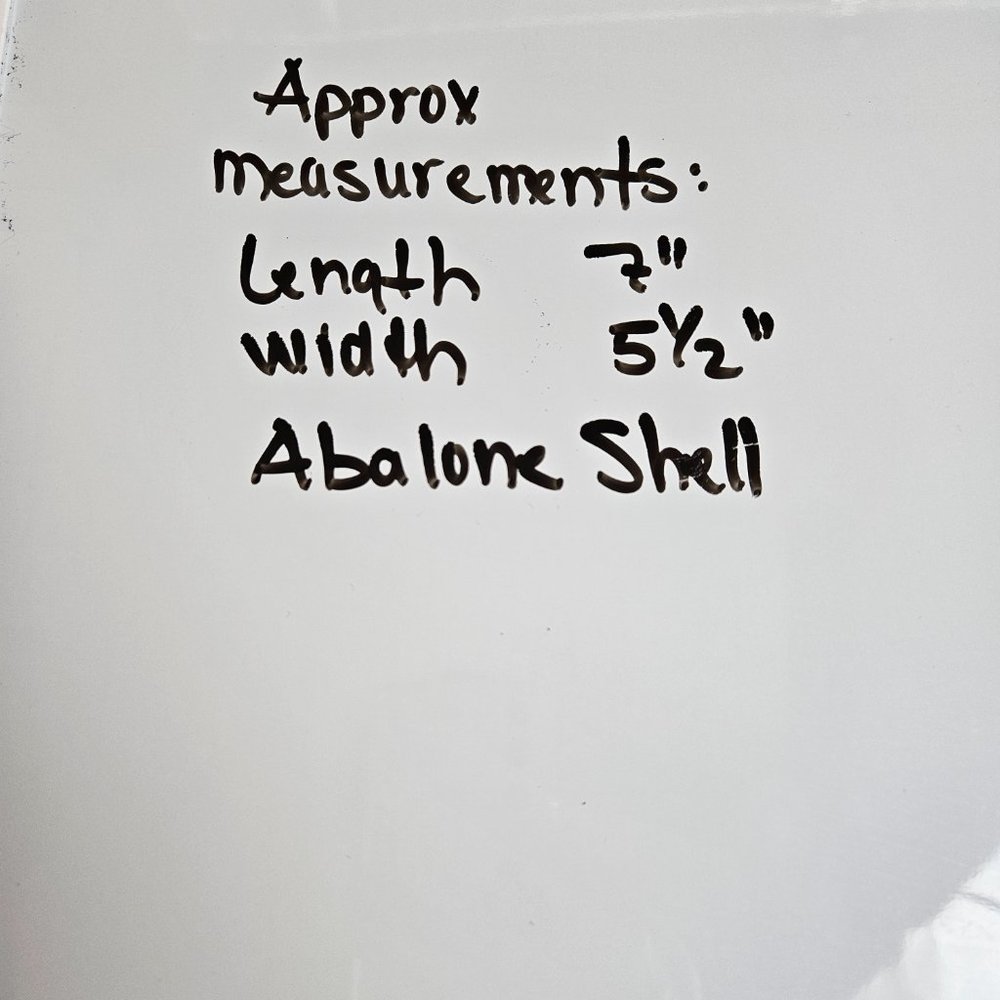 Abalone Shell - Picture 7 of 7